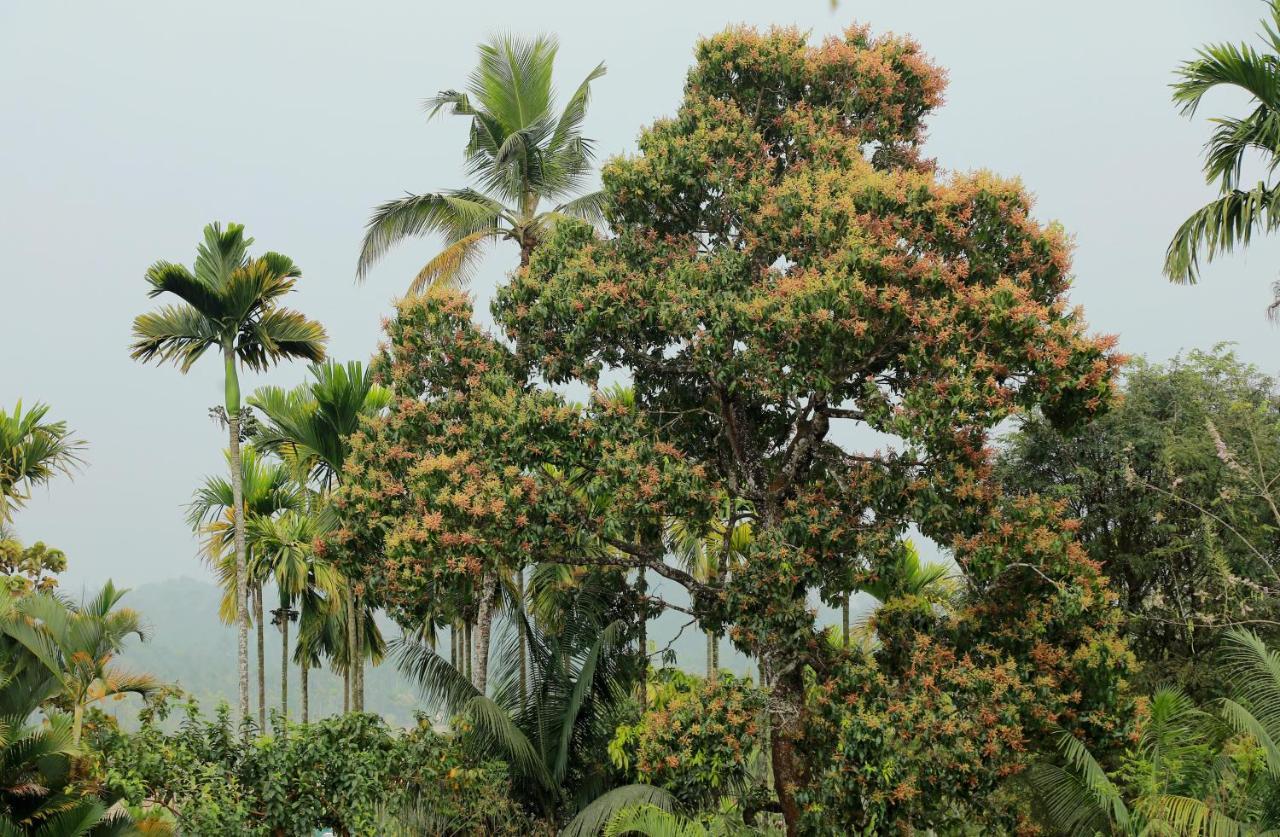 Kudajadri Drizzle Homestay Kaniyāmbetta Exterior foto